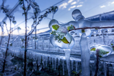 Close-up of snow on plants against sky