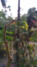 Close-up of insect on plant