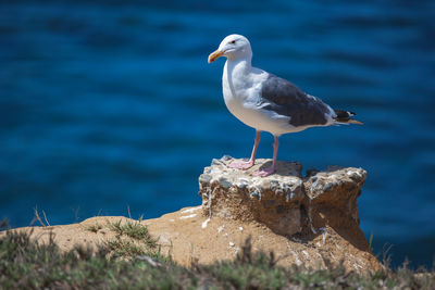 Seagull perching on rock by sea