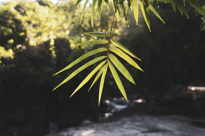 Close-up of fresh green leaf in water