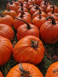 High angle view of pumpkins for sale at market