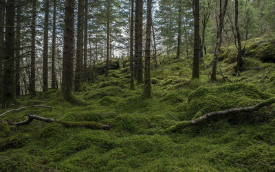 Scenic view of forest