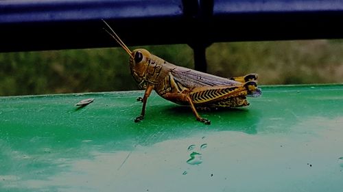 Close-up of insect on wall