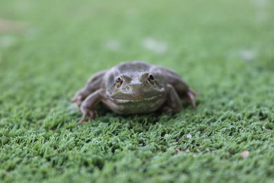 Close-up of a turtle on field