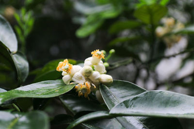 Close-up of flowering plant