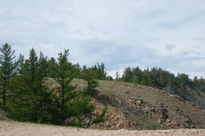 Trees on landscape against sky