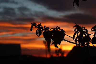 Close-up of silhouette plant against dramatic sky