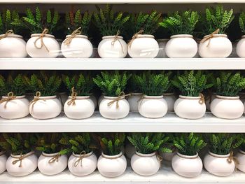 Artificial plants in shelves