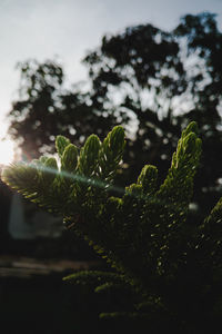 Close-up of fresh green plant against sky