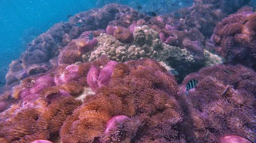 View of fish in sea