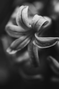 High angle view of flowering plant