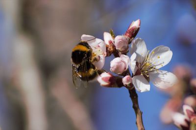 Close-up of bee pollinating on flower