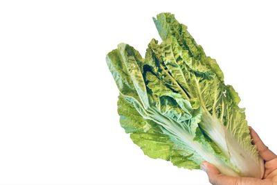 Close-up of hand holding leaf over white background