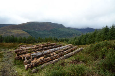 Stack of logs on field against sky