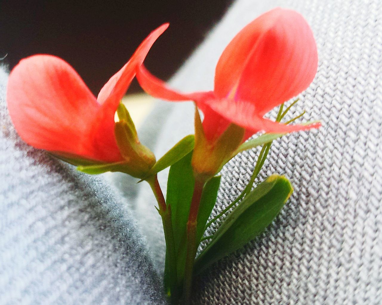 flower, fragility, petal, freshness, leaf, growth, close-up, flower head, red, plant, beauty in nature, indoors, stem, nature, no people, wall - building feature, botany, vase, blooming, bud