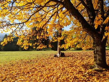 Trees and yellow leaves in park during autumn