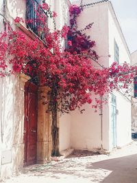 Plants growing by building