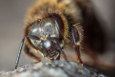 Close-up of bee