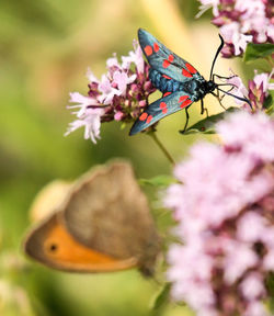 Close-up of butterfly pollinating on pink flower