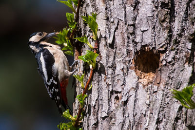 Close-up of bird perching on tree trunk