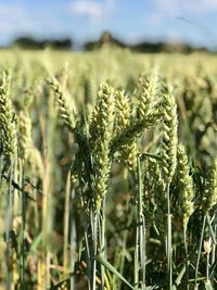 Close-up of stalks in field