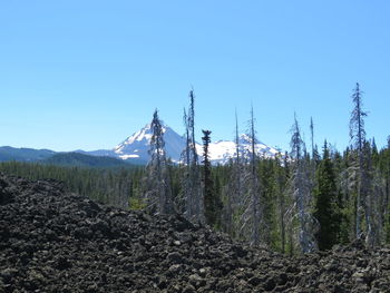 Scenic view of forest against clear blue sky