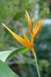 Close-up of flower blooming outdoors