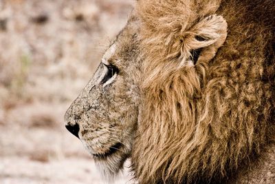 Close-up of lion