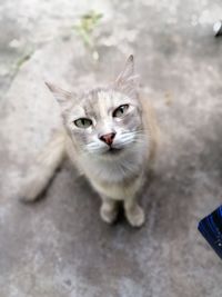 High angle portrait of cat standing outdoors
