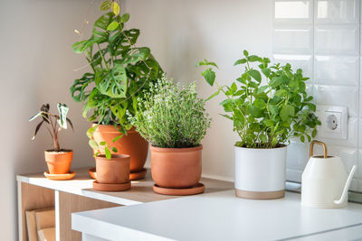 Potted plant on table at home