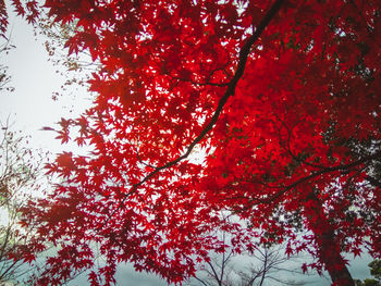 Low angle view of red flowering tree against sky