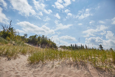 Plants growing on land against sky