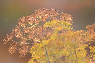 Close-up of flowering plants against blurred background