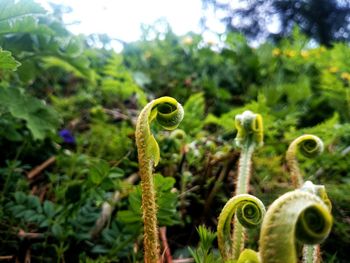Close-up of plant growing on field
