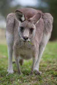 Portrait of an animal on field