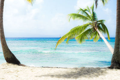 Palm tree on beach against sky