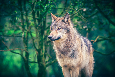 Grey wolf, canis lupus, also known as timber wolf in the green forest. real photography