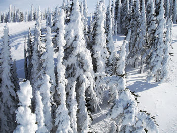 Frozen trees on snow covered field