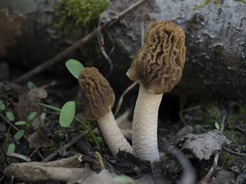 Close-up of mushroom growing on field