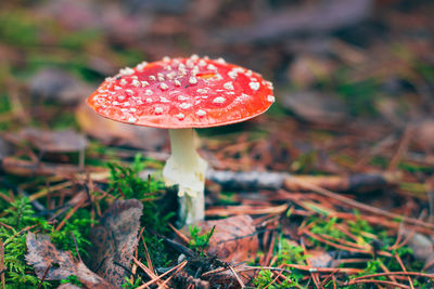 fungus