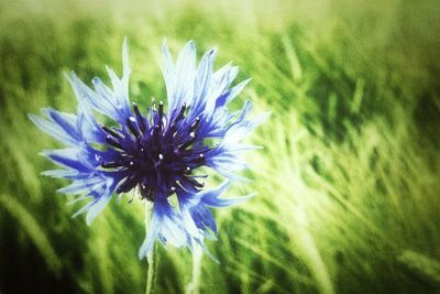 Close-up of purple flowers blooming