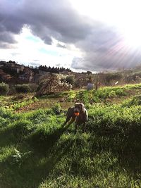 Horse on field against sky