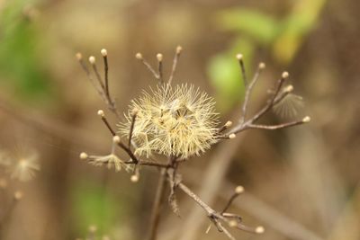 Close-up of wilted plant