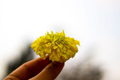 Close-up of hand holding yellow flowering plant