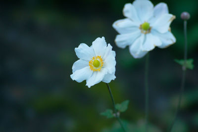 Close-up of white flowering plant