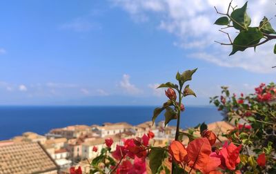 Close-up of flowering plants by sea against sky