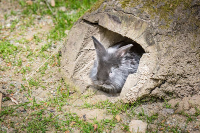 Cat lying on rock