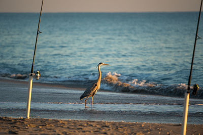 Seagull perching on a beach