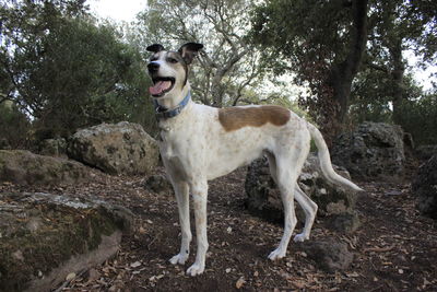 Portrait of dog standing on field