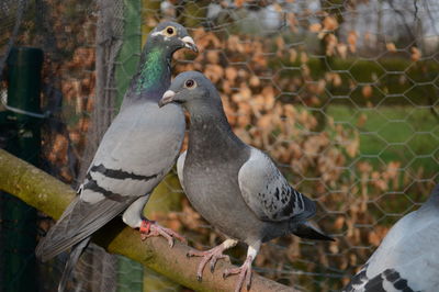 Close-up of pigeons perching on pole